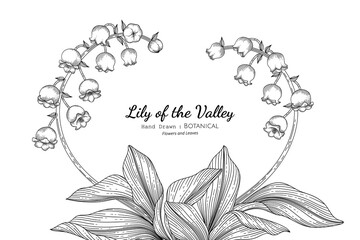 Wall Mural - Lily of the valley flower and leaf hand drawn botanical illustration with line art.
