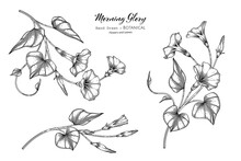 Morning Glory Flower And Leaf Hand Drawn Botanical Illustration With Line Art.