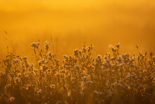 Close-up Of Yellow Flowering Plants On Field During Sunset