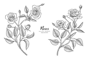 Wall Mural - Roses flower and leaf hand drawn botanical illustration with line art.