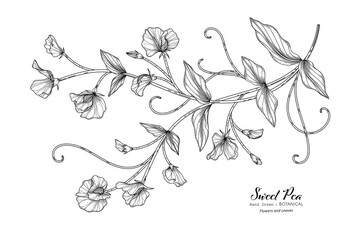 Wall Mural - Sweet peas flower and leaf hand drawn botanical illustration with line art.