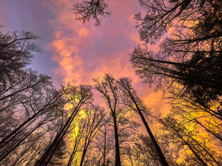 Wall Mural - Colorful orange and yellow sunset with clouds and  trees.