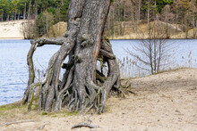 Old Tree With Roots Above The Ground