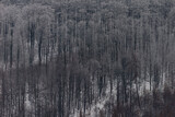 Fototapeta Natura - Winter in polish mountains, tree covered by fresh snow
