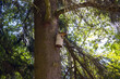 Domek budka dla ptaków zawieszona na drzewie