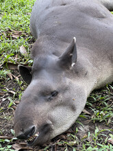 Vertical Shot Of A Sleeping Tapir In The Grass
