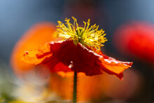 Red Poppy Flower With Bee In Spring