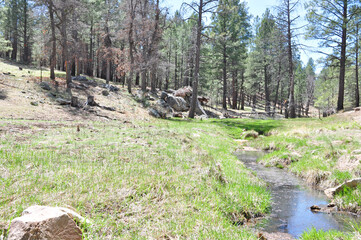 Creek in Forest 1