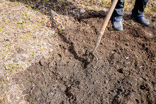 Work In A Garden,Digging Spring Soil With Spading Fork Close Up Of Digging Spring Soil With Blue Shovel Preparing It For New Sowing Season.Pitchfork Stuck In The Ground.