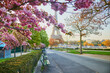 Scenic view of the Eiffel tower with cherry blossom trees in full bloom in Paris