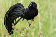 Jackson Widow Bird In Courtship Plumage