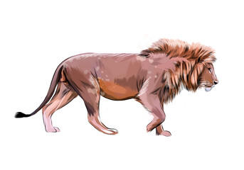 Wall Mural - portrait of a lion from a splash of watercolor, hand drawn sketch. vector illustration of paints