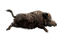 Boar From A Splash Of Watercolor, Colored Drawing, Realistic. Vector Illustration Of Paints