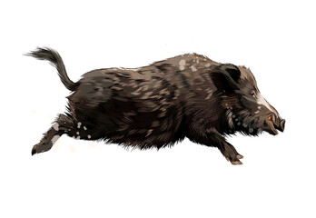 Wall Mural - boar from a splash of watercolor, colored drawing, realistic. vector illustration of paints