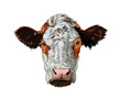 Brown cow head portrait from a splash of watercolor, colored drawing, realistic. Vector illustration of paints