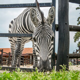 Fototapeta  - zebras in the zoo