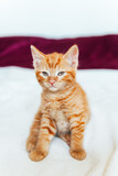 Fototapeta Koty - Cute ginger kitten sits of sofa