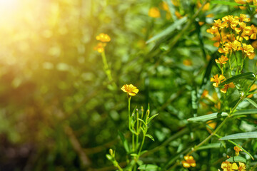 Wall Mural - Tarragon flowers yellow herb tree in the garden.