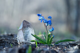 Fototapeta Na sufit - Pure large transparent quartz crystal close-up on a background of spring blooming blue snowdrops