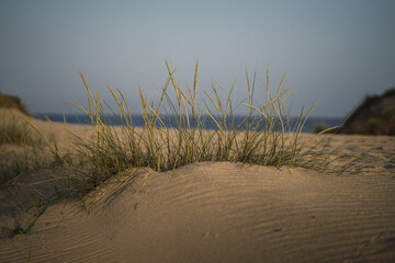 Sandy beach under a clear sky on a sunny day