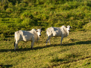 Wall Mural - two Nellore cows in the pasture