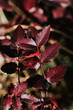Closeup shot of mahonia with red leaves