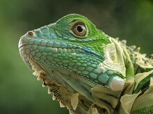 Close-up Of Lizard