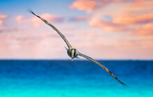 Pelicans Flying Near The Beach With Ocean