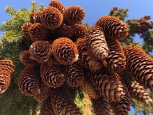 Low Angle View Of Pine Cones On Field Against Sky