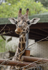 Sticker - Vertical shot of a giraffe in a zoo