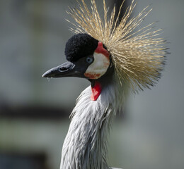 Poster - Selective focus shot of crowned crane