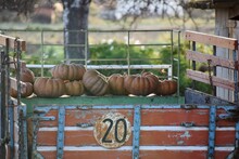 Close-up Of Pumpkins On Metal Fence