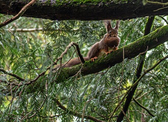 Wall Mural - a squirrel carrying its baby in its mouth