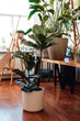 © Fxquadro - No people photo of a modern living room furnished with houseplants