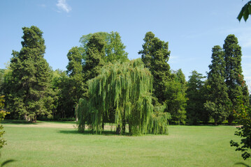 Canvas Print - Beautiful shot of weeping willow tree