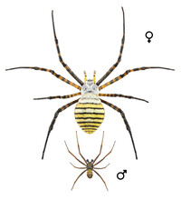 Banded Garden Spider Or Banded Orb Weaving Spider, Argiope Trifasciata, Male And Female, Isolated On A White Background