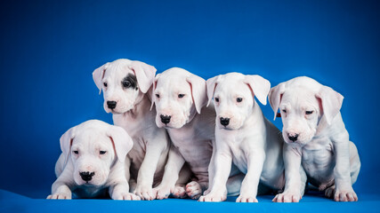 Wall Mural - Five dogo argentino puppies on blue background