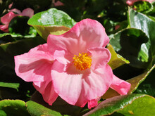 Close Up Of Pink Flowers Begonia Cucullata On The Sunny Day.