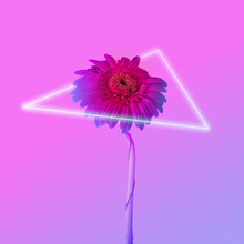 Minimal Retro Wave Concept Of Daisy Flower. Futuristic Neon Background.