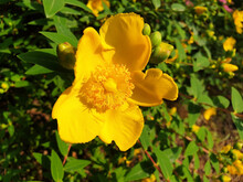 Close Up Of Yellow Flower Of Hypericum On The Bush.