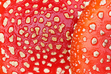 A red fly agaric in the autumn forest. 