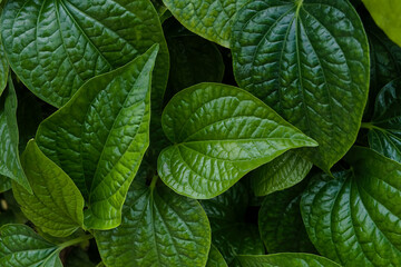 Fresh Piper sarmentosum herb green leaves on low light background, Piper sarmentosum green leaves is one a raw material for cooking