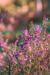 Blooming heather in forest