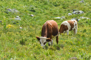 Cow grazing at summer green field on mountain