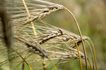 ears of wheat in field