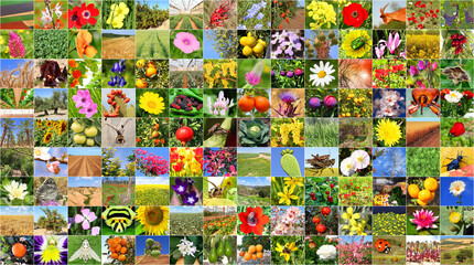colorful world. human and nature. agriculture and biodiversity of nature - insects and flowers