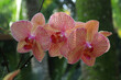 Phalaenopsis oder Schmetterlingsorchidee, Pflanze mit vielen Blüten