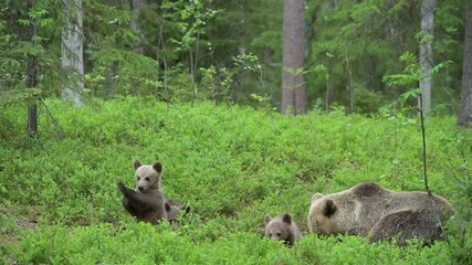 Wall Mural - Brown bear mother with three cubs lying down in the boreal forest in Finland