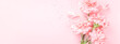 Pink carnations on pink background. Banner with flowers in pastel colours.