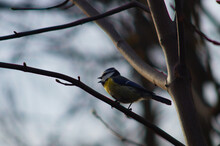 A Blue Tit Sings Its Evening Song